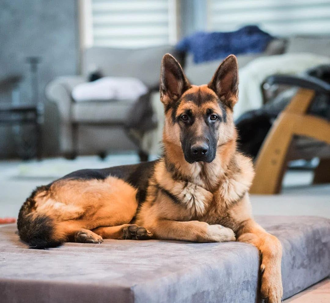 Sleek Orthopedic Dog Bed - 7” Dog Bed for Large Dogs W/Washable Microsuede Cover - Sleek Elevated Dog Bed Made in the USA W/ 10-Year Warranty (Sleek, Large, Gray)